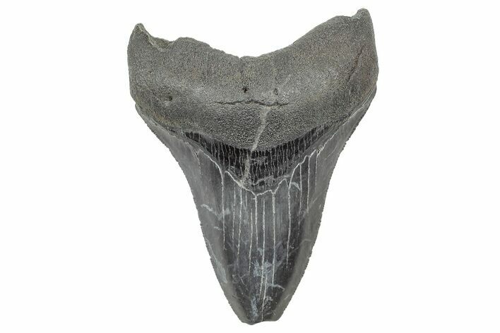 Fossil Megalodon Tooth - South Carolina #325719